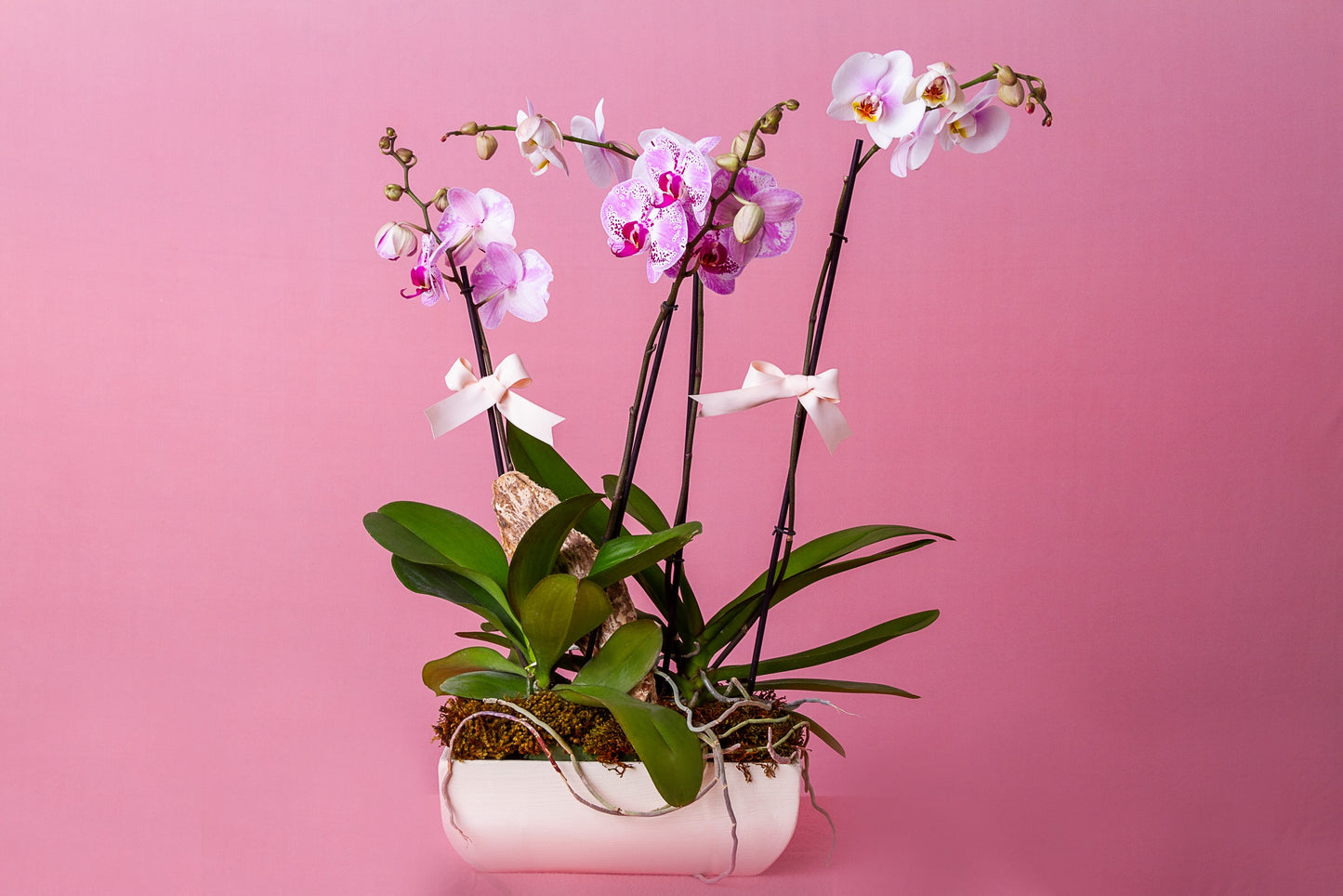Orquídeas Phalaenopsis Blancas 8 varas