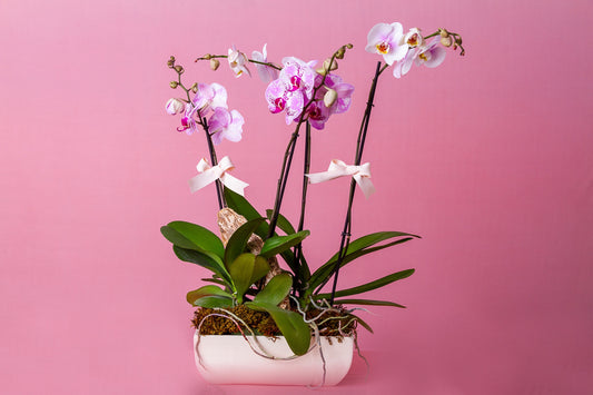 Orquídeas Phalaenopsis varas grandes