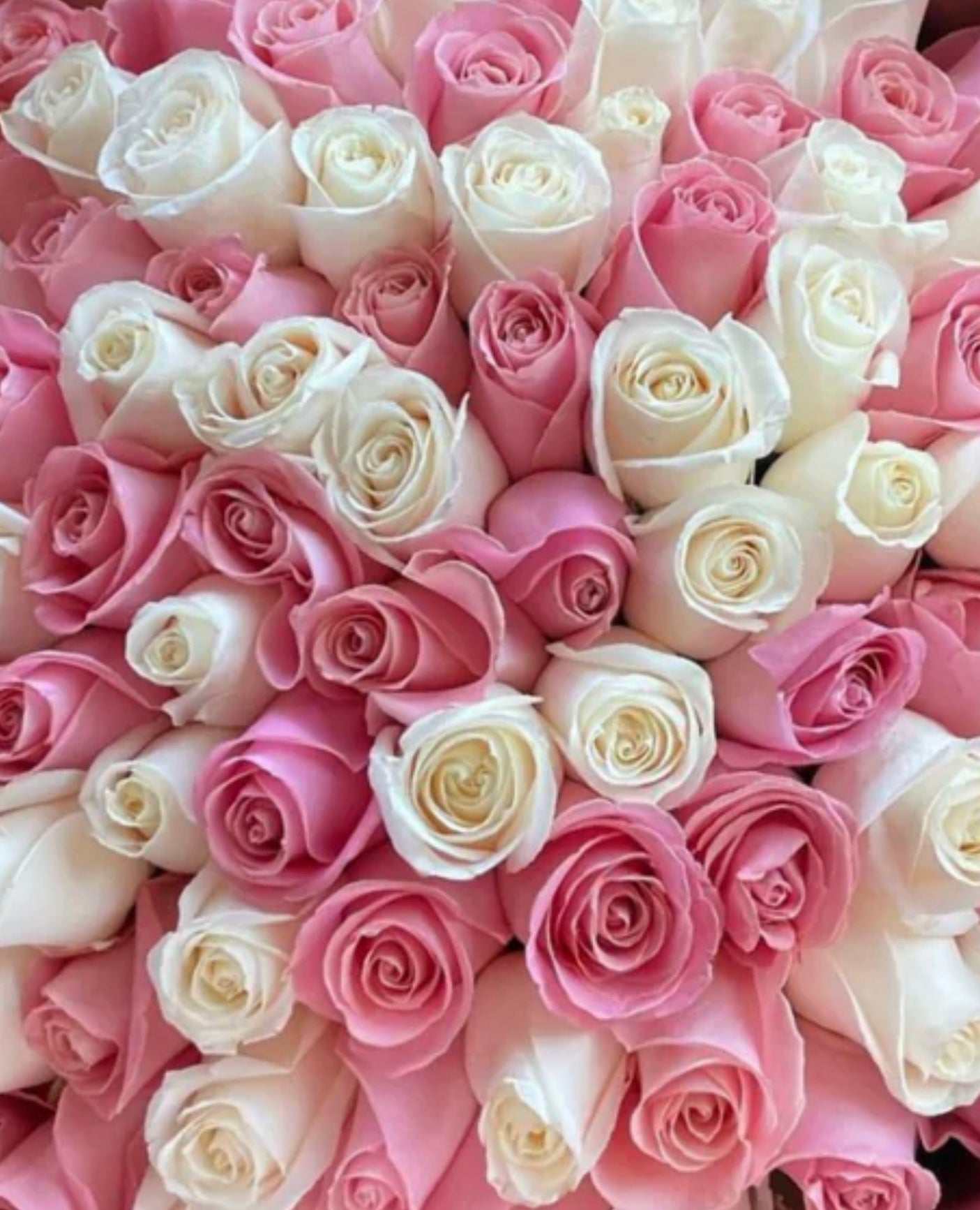 50 rosas rosadas de boton grande